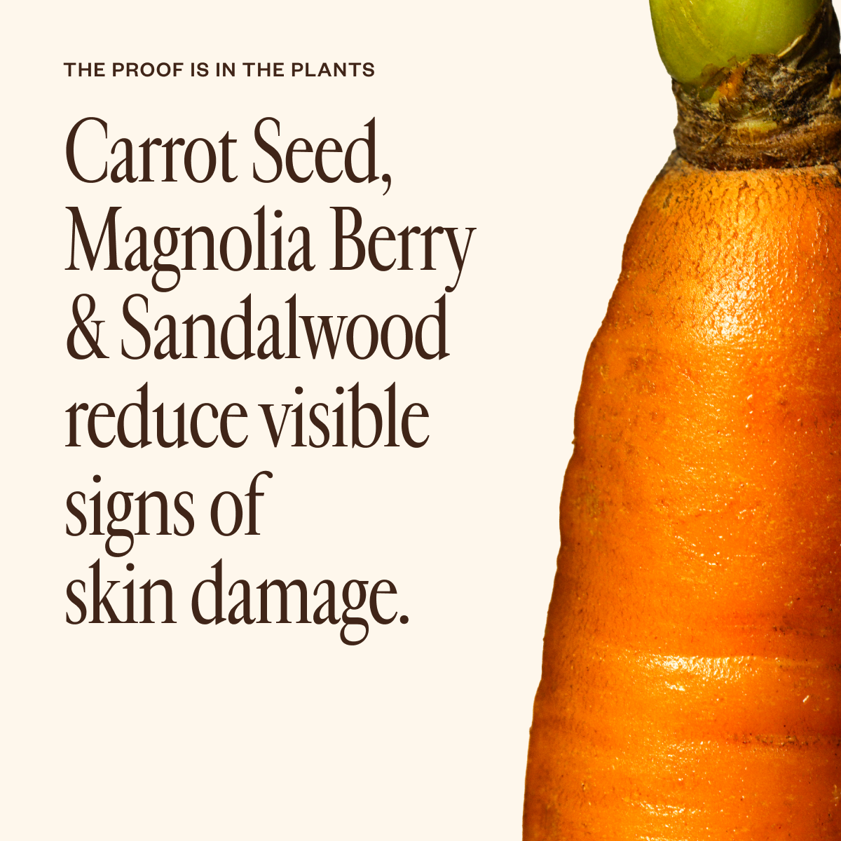 Dermedial™ Carrot+ 74